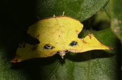 Corymica spatiosa