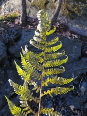 Dryopteris marginalis