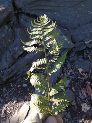 Dryopteris marginalis