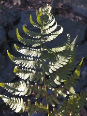 Dryopteris marginalis
