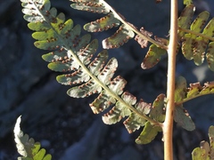 Dryopteris marginalis