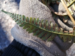 Dryopteris marginalis