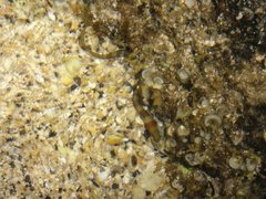 Gymnothorax rueppelliae