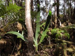 Korthalsella complanata