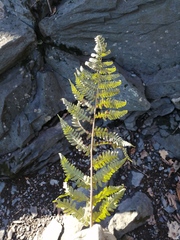 Dryopteris marginalis