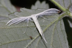 Pterophorus