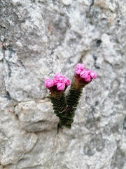 Sonderothamnus petraeus