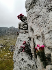 Sonderothamnus petraeus