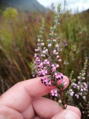 Erica placentiflora