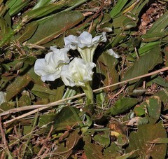 Ruellia morongii