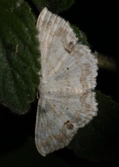 Scopula propinquaria