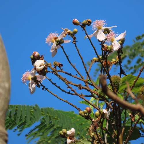 Achiote (Bixa orellana)