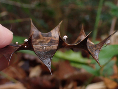 Marasmius hudsonii