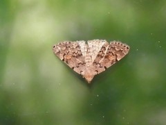 Idia concisa