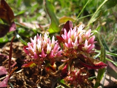 Trifolium physodes
