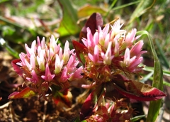 Trifolium physodes