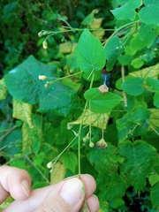 Wissadula amplissima