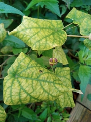 Wissadula amplissima