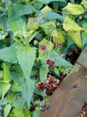 Wissadula amplissima