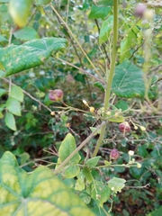 Wissadula amplissima