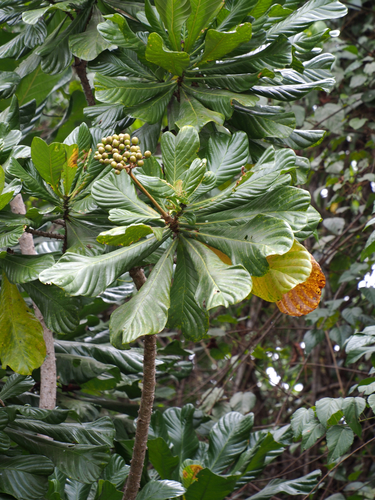 Cabbage Tree (Anthocleista vogelii)