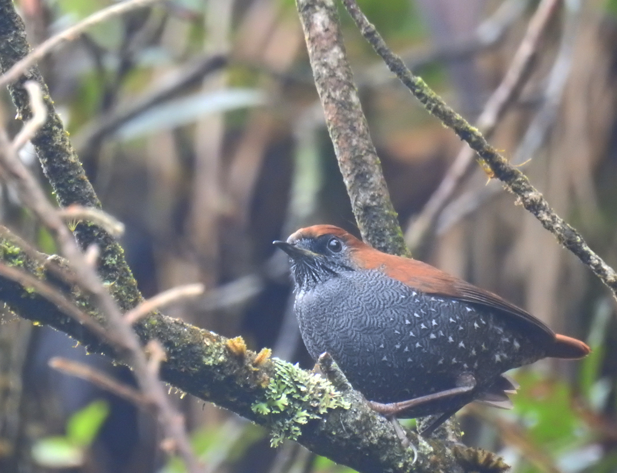 Gould's Shortwing (Heteroxenicus stellatus), photo 3