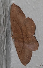 Chorodna ochreimacula