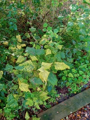 Wissadula amplissima