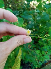 Wissadula amplissima