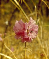 Rhododendron mucronulatum