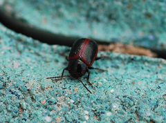 Entomoscelis orientalis