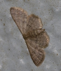 Idaea ptyonopoda