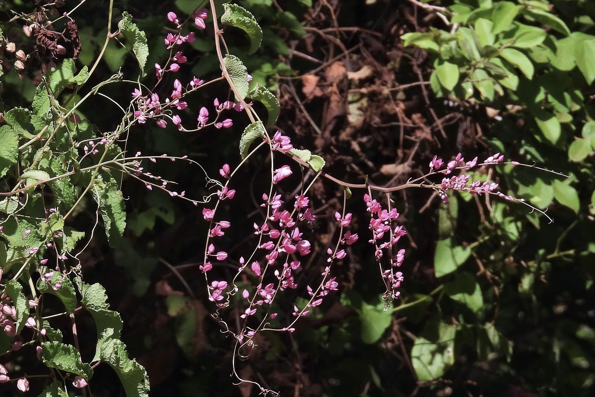 Antigonon leptopus