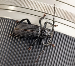 Aulacopus reticulatus