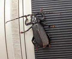 Aulacopus reticulatus