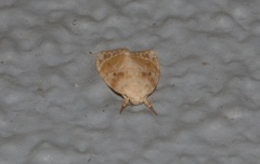 Schistophleps bipuncta