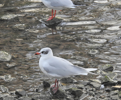 Ichthyaetus melanocephalus