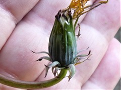 Taraxacum pruinatum