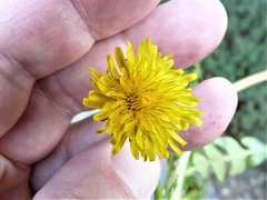Taraxacum pruinatum