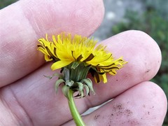 Taraxacum pruinatum