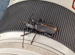 Aulacopus reticulatus