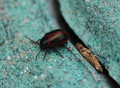 Entomoscelis orientalis