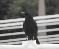 Corvus corone