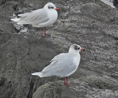 Ichthyaetus melanocephalus