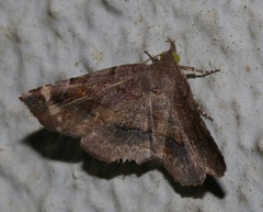 Pangrapta obscurata
