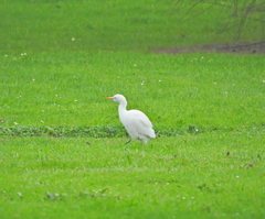 Bubulcus ibis