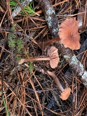 Laccaria nobilis