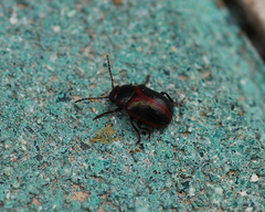 Entomoscelis orientalis