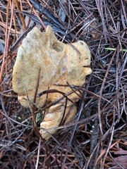 Suillus umbonatus