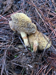 Suillus umbonatus